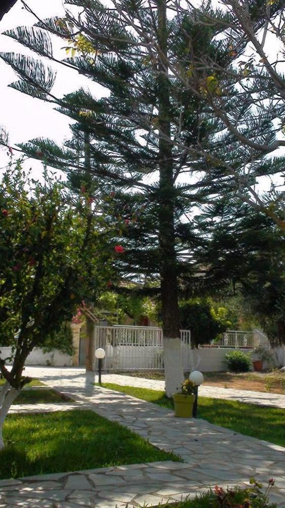 Marianthi לאסי